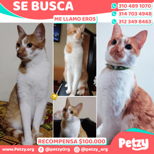 Foto de mascota Eros