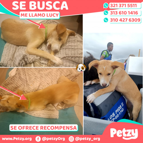 Foto de mascota Lucy