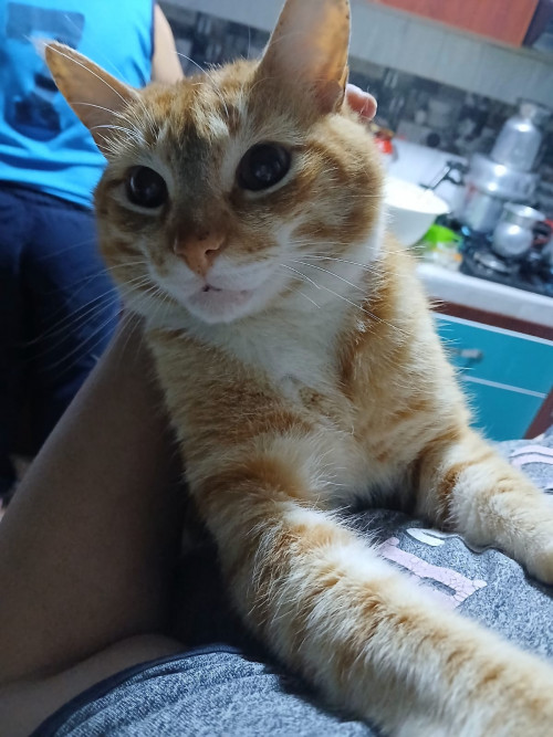 Garfield