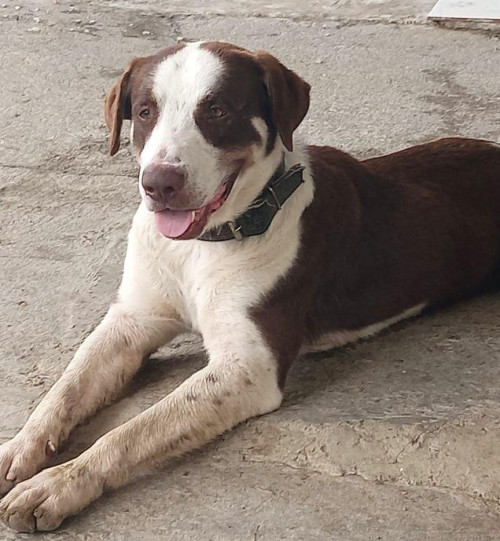 Tyson
