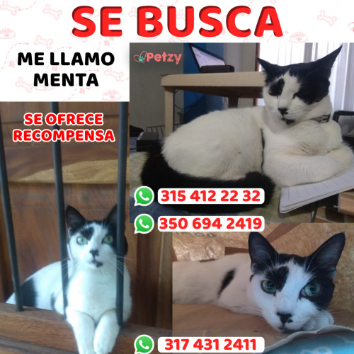 Foto de mascota Menta