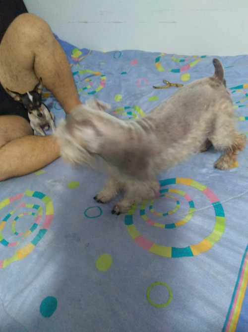 Tobi