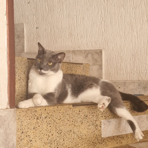 Lilu