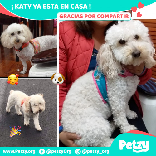 Foto de mascota Katy