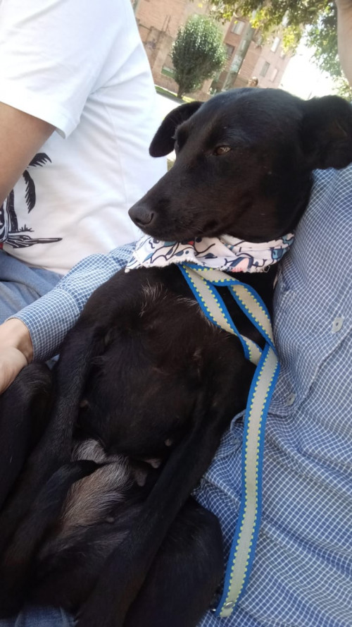 Negrita