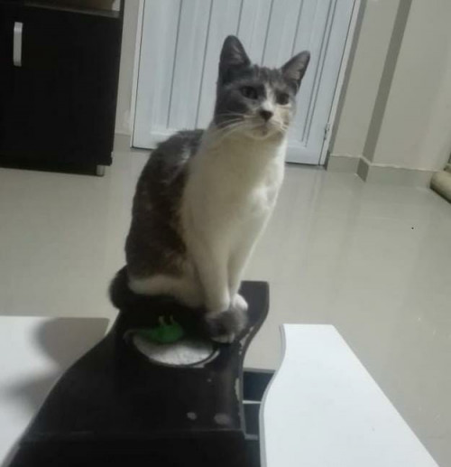 Asmita