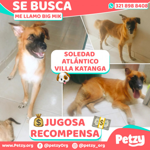 Foto de mascota Big Mik