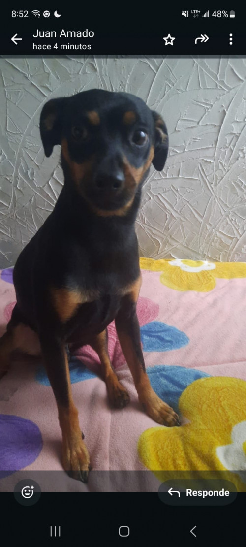 Concho