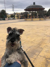 Foto de Pepino en Durango Durango #0