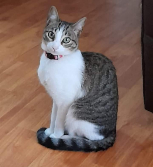 Nala