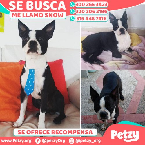 Foto de mascota Snow