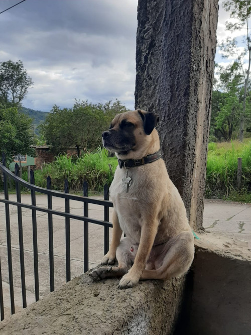 Tobias