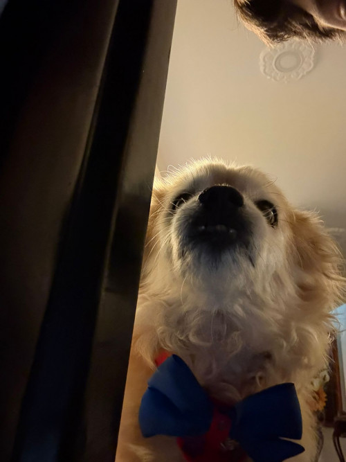Simon
