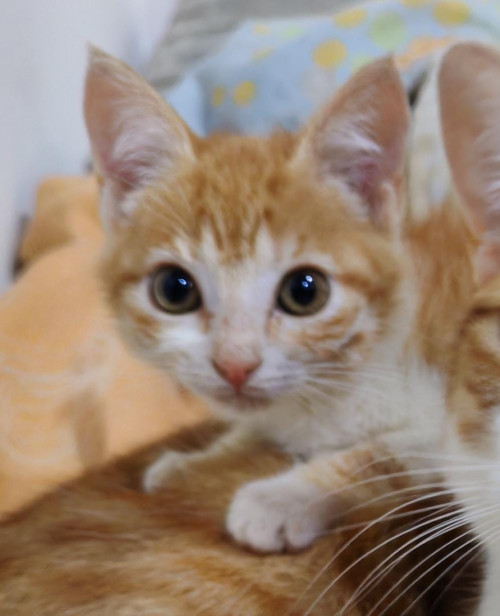 Cheeto