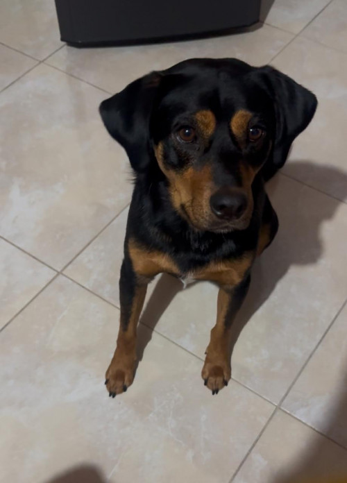Chucho