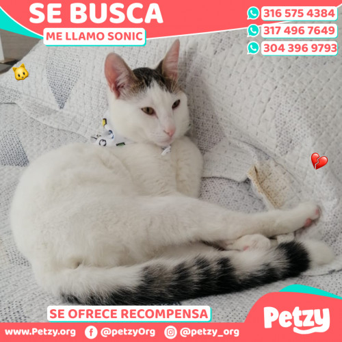 Foto de mascota Sonic