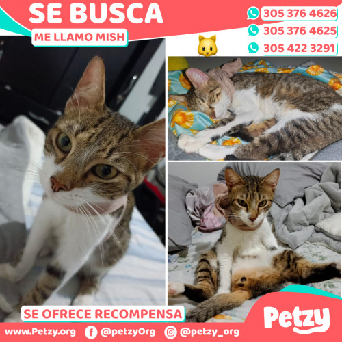 Foto de mascota Mish