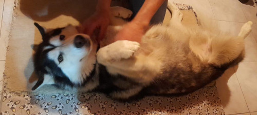 Balto