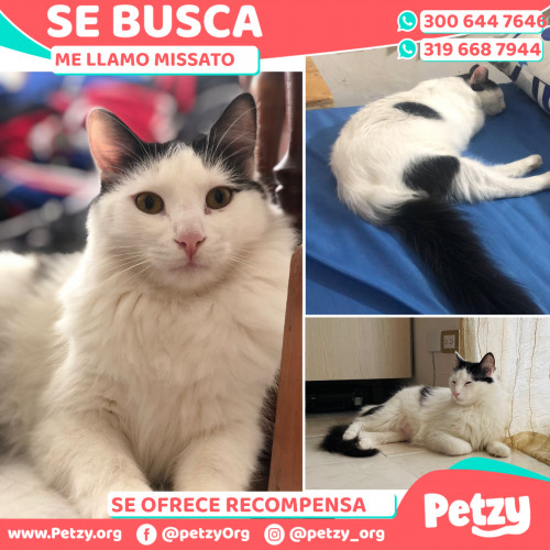 Foto de mascota Missato