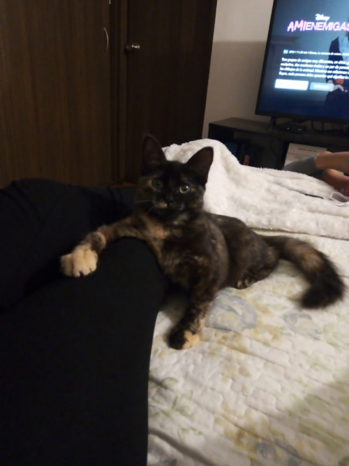 Alazca