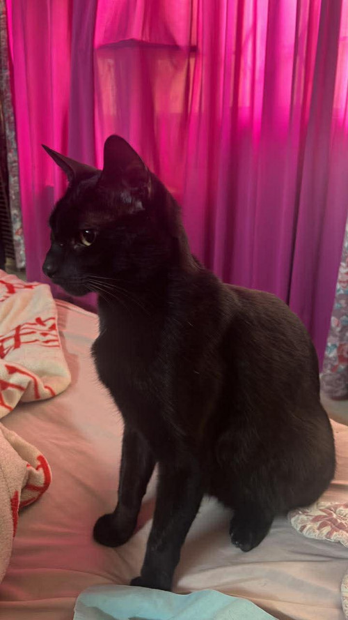 Neko