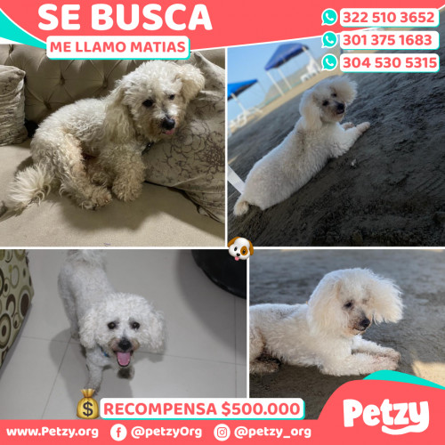 Foto de mascota Matias