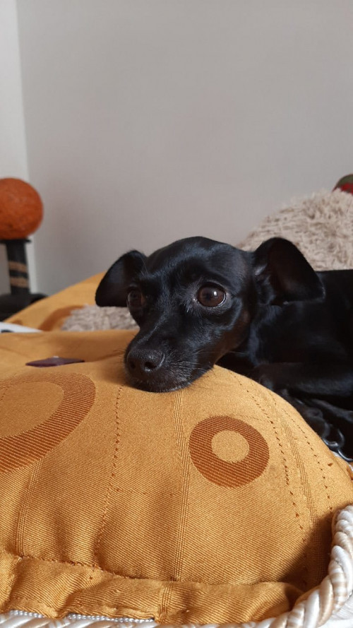 Negra