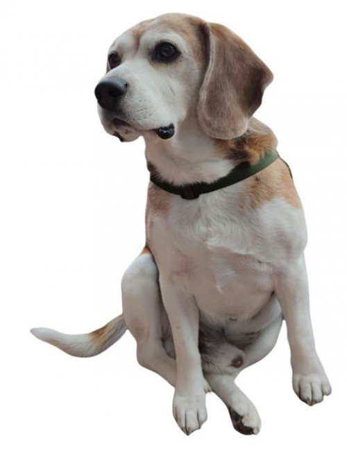 Doggy