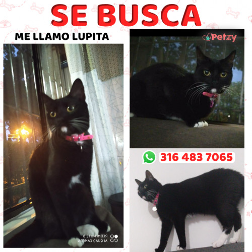 Foto de mascota Lupita