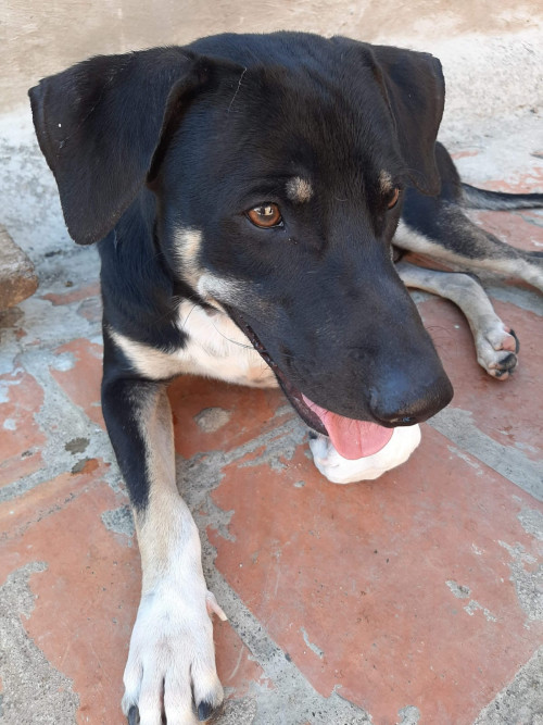 Jack