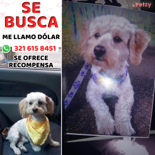 Foto de mascota Dólar