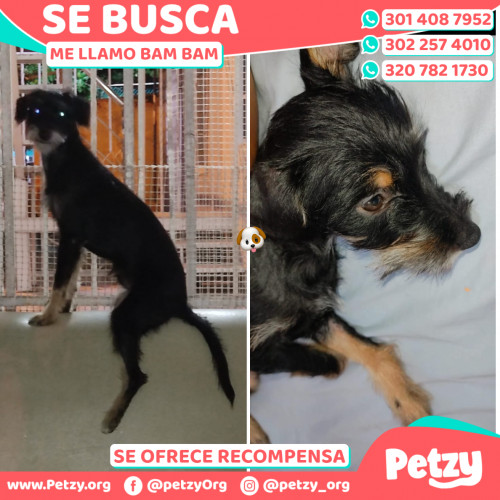 Foto de mascota Bam Bam