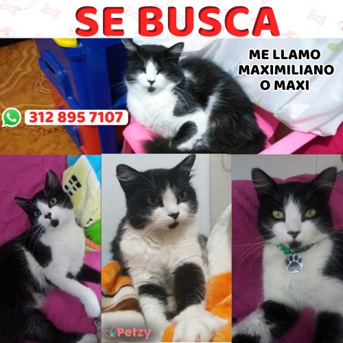 Foto de mascota Maximiliano O Maxi