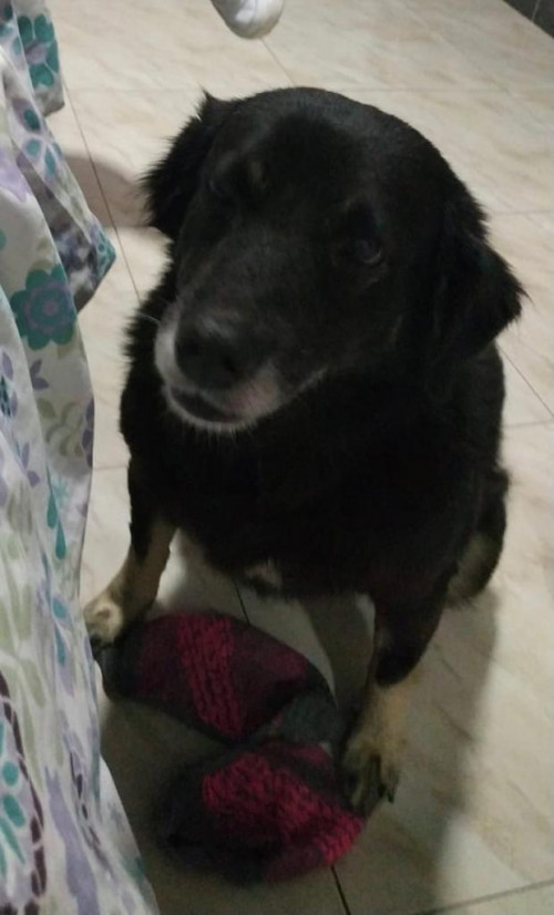 Niña