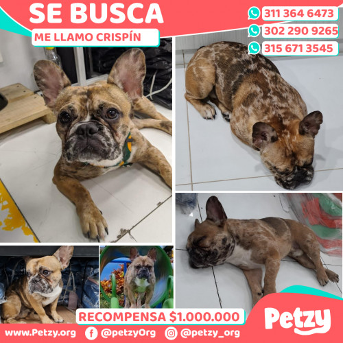 Foto de mascota Crispín 