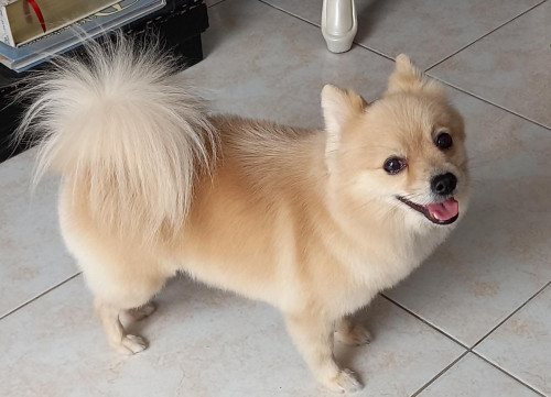 Sacha
