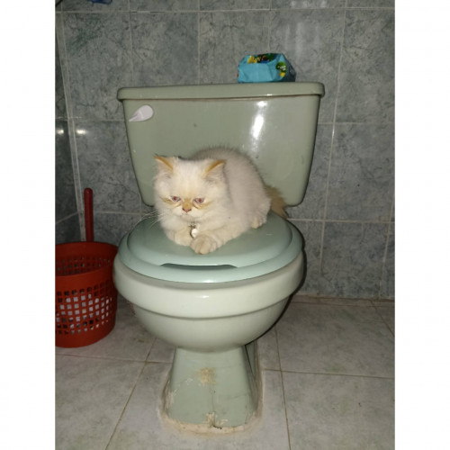 Copito