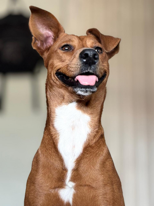 Canela Y Luna