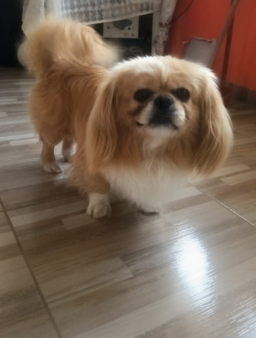 Mateo