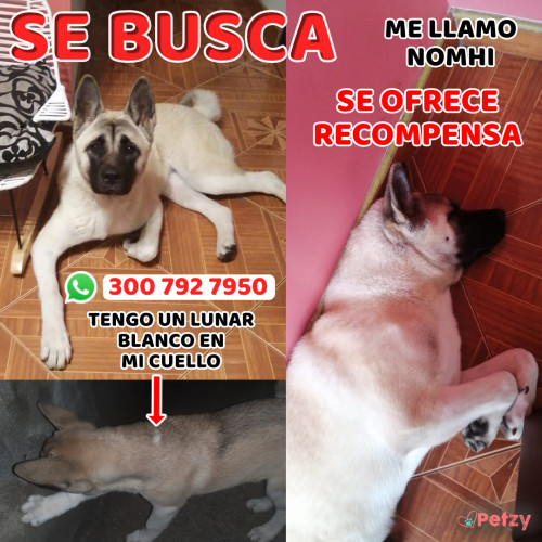 Foto de mascota Nomhi