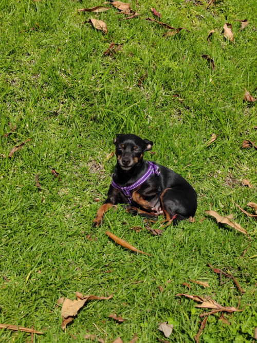 Canela