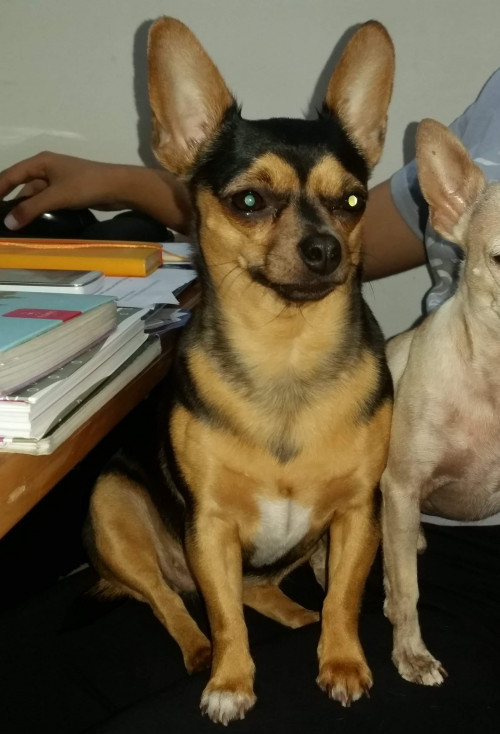 Morita