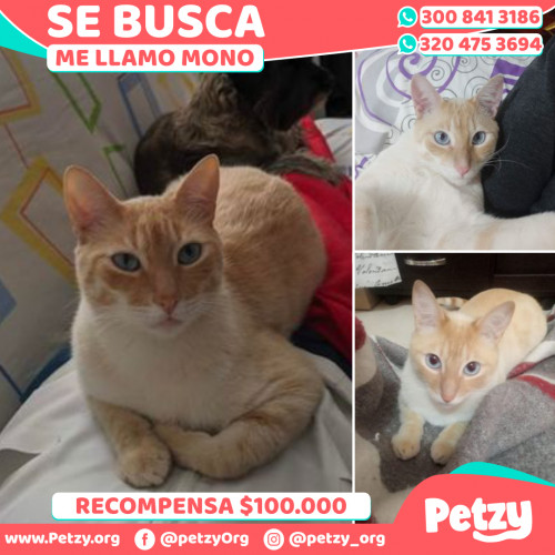 Foto de mascota Mono