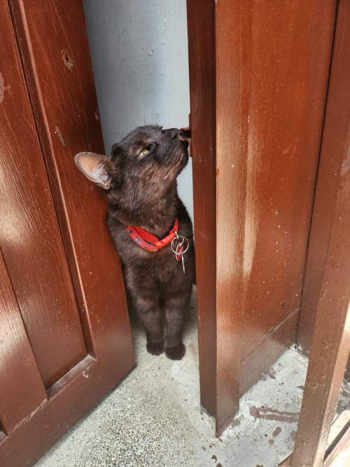Chimuelo
