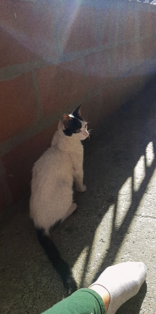 Coco