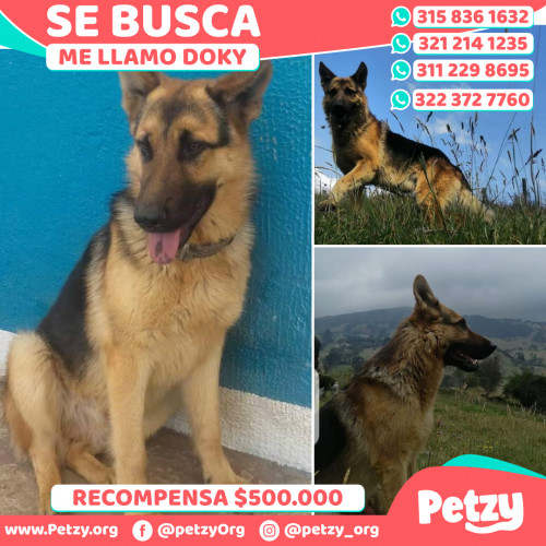 Foto de mascota Doky