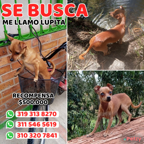 Foto de mascota Lupita