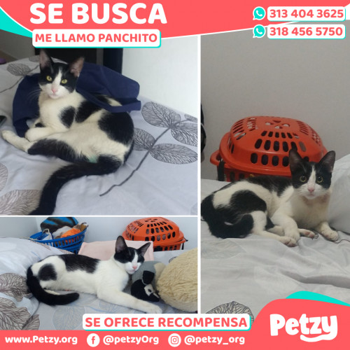 Foto de mascota Panchito