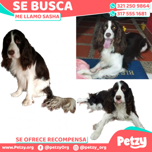 Foto de mascota Sasha