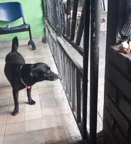 Negra